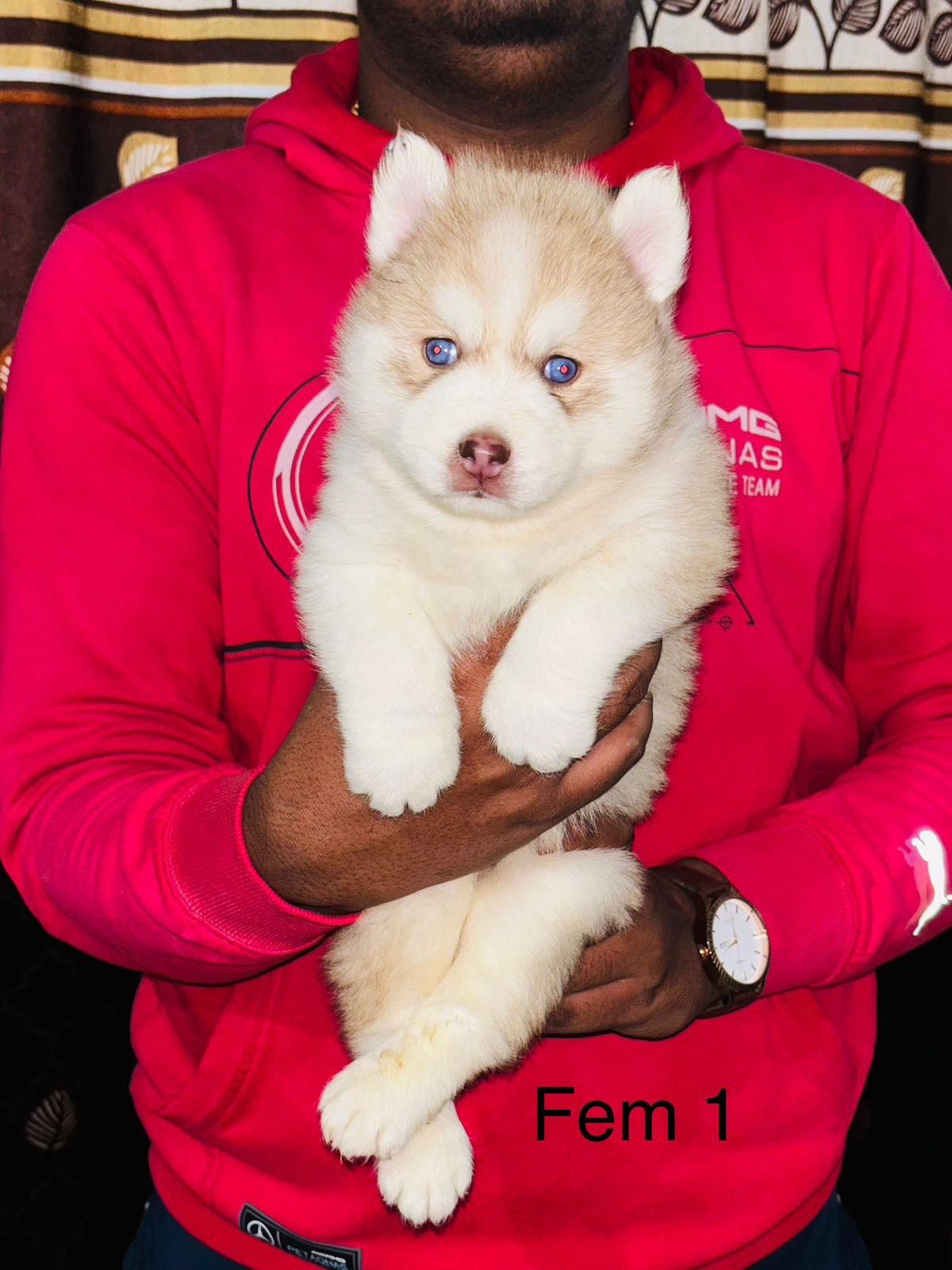 Purchase KCI Registered Siberian Husky Puppy from Goa